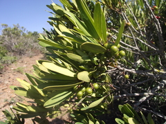Euclea schimperi daphnoides