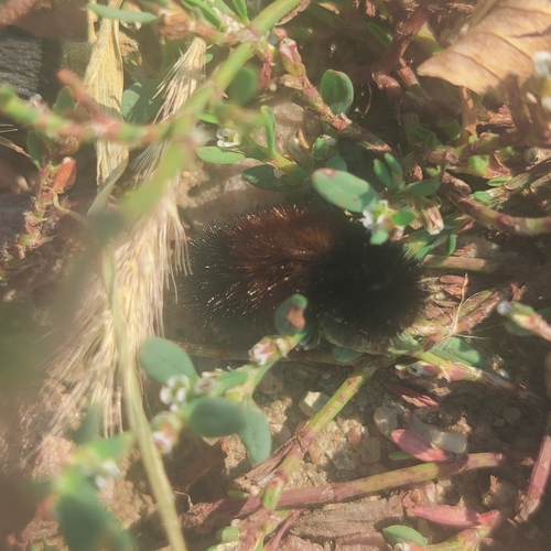 Isabella Tiger Moth