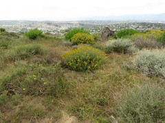 Senecio rosmarinifolius