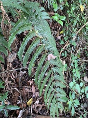 Pteris catoptera