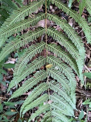 Pteris catoptera