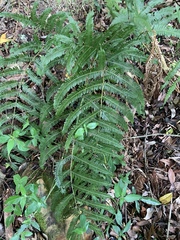 Pteris catoptera