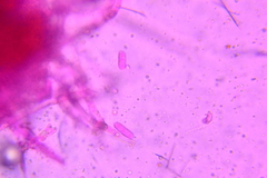 Sporophagomyces