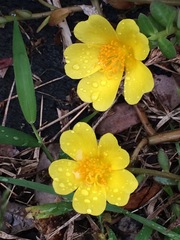 Portulaca lutea