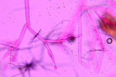 Sporophagomyces