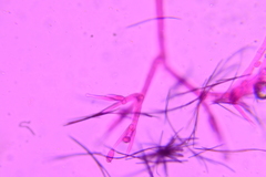 Sporophagomyces