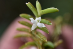 Angraecum pterophyllum image
