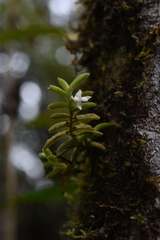 Angraecum pterophyllum image