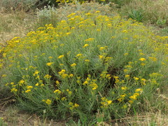 Senecio rosmarinifolius