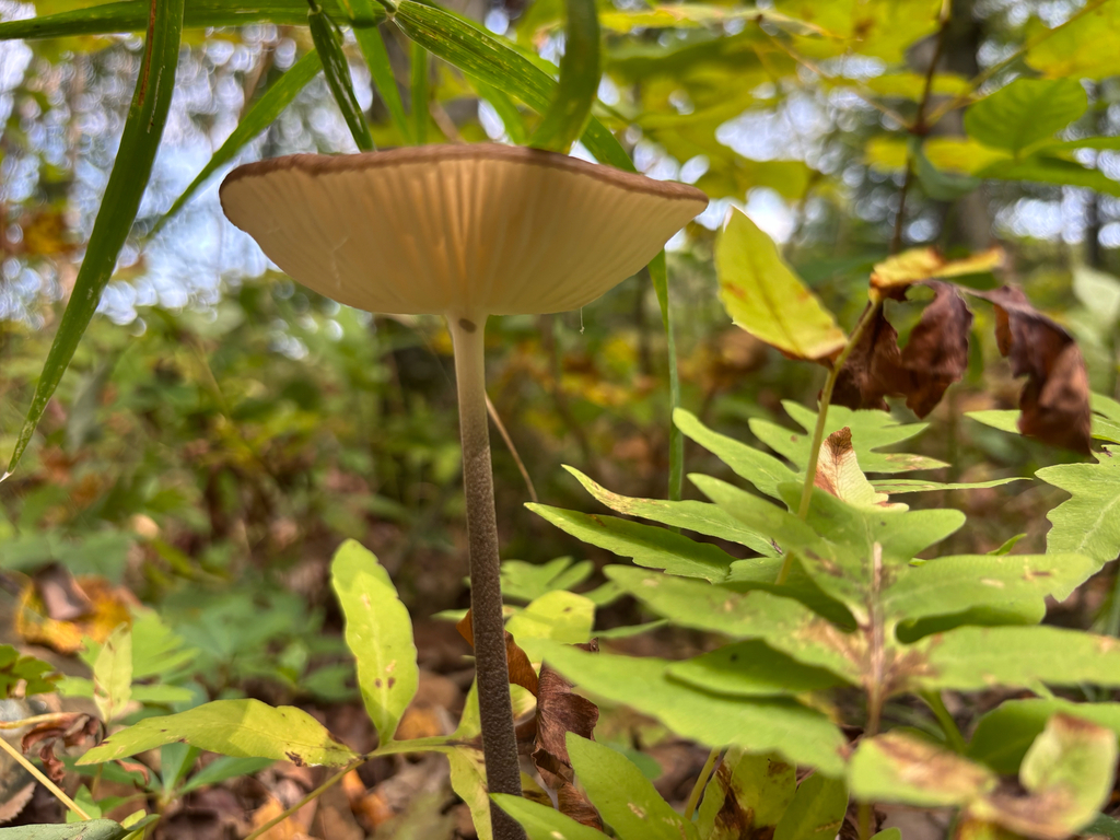 Beech Rooter Beech Rooter from Rang du Bassin, St-Majorique-de-Grantham, QC, CA on ...