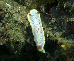 Goniobranchus daphne