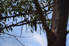 Anthochaera chrysoptera