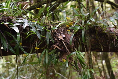 Bulbophyllum auriflorum image