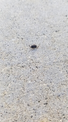 Gondwanocrypticus platensis