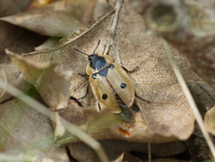 Dendroxena quadrimaculata