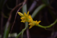 Bulbophyllum auriflorum image