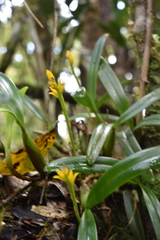 Bulbophyllum auriflorum image