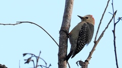 Melanerpes pygmaeus