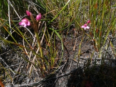Disa vaginata