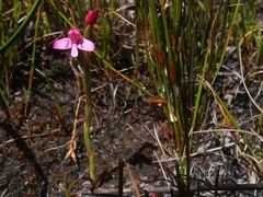 Disa vaginata