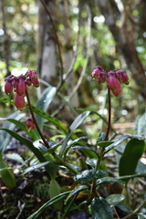 Kalanchoe porphyrocalyx image