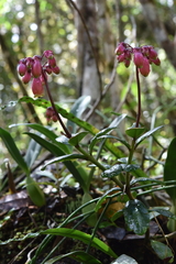 Kalanchoe porphyrocalyx image