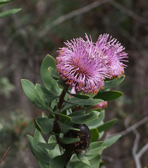 Isopogon latifolius