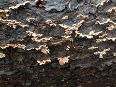 Stereum sanguinolentum