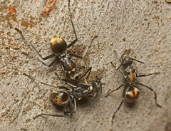 Polyrhachis brisbanensis