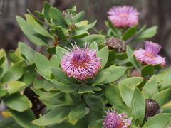 Isopogon latifolius