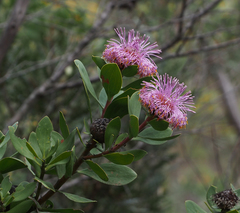 Isopogon latifolius