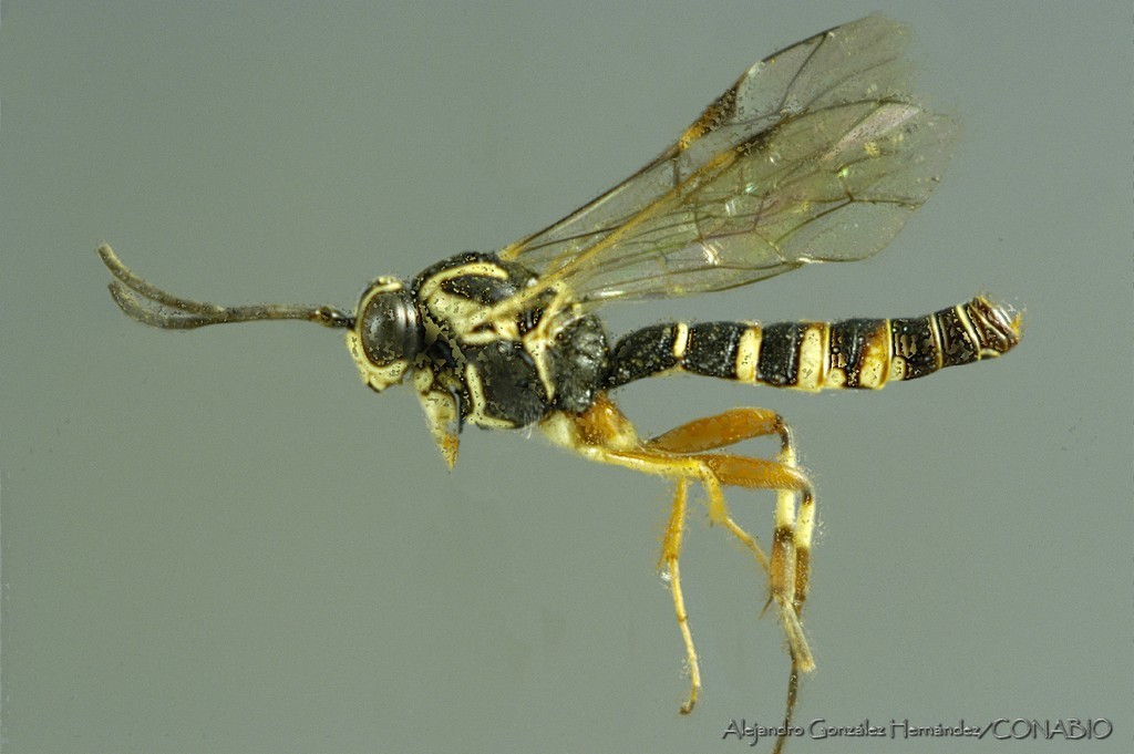 Diplazon orbitalis