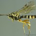 Hover Fly Parasitoid Wasps - Photo (c) conabio_bancodeimagenes, some rights reserved (CC BY-NC-ND), uploaded by conabio_bancodeimagenes