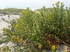 Oncosiphon sabulosus