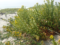 Oncosiphon sabulosus