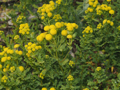 Oncosiphon sabulosus