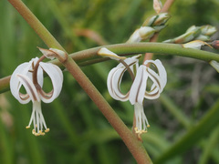 Trachyandra revoluta