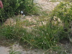 Trachyandra revoluta