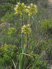 Albuca grandis