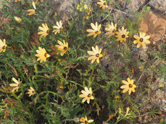 Dimorphotheca pinnata