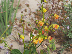 Hermannia scordifolia
