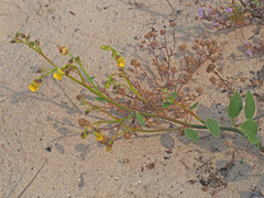 Hermannia scordifolia