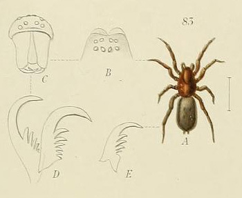 Drassodes depilosus