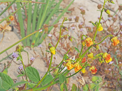 Hermannia scordifolia