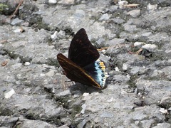 Charaxes eurialus