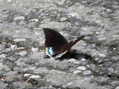 Charaxes eurialus