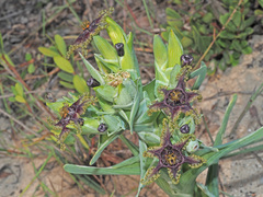 Ferraria foliosa