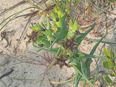 Ferraria foliosa