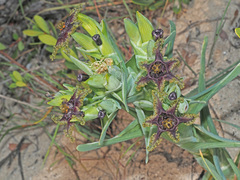 Ferraria foliosa
