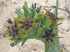 Ferraria foliosa